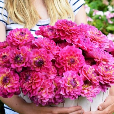 Георгина Эль Санто Георгина Эль Санто фото