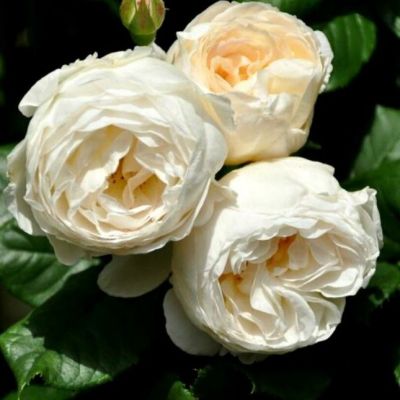 Роза Ютерзенер Клостеррозе Роза Ютерзенер Клостеррозе - Dolina-Sad.Ru