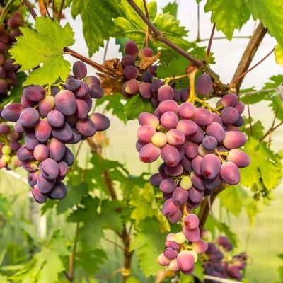 Виноград Красотка Виноград Красотка - Dolina-Sad.Ru