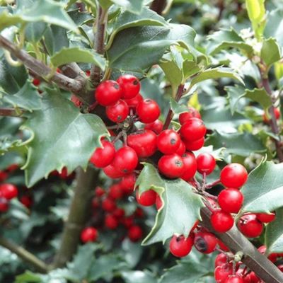 Падуб Мезерва Блю Принцесс - Dolina-Sad.Ru