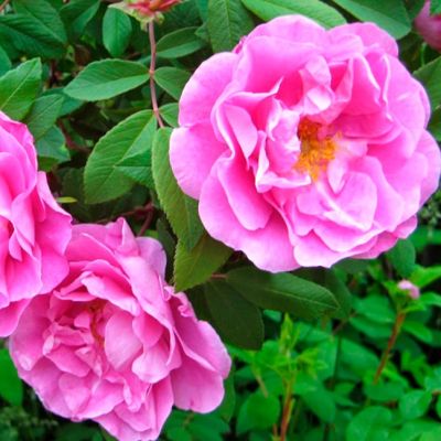 Роза Тереза Багнет Роза Тереза Багнет - Dolina-Sad.Ru