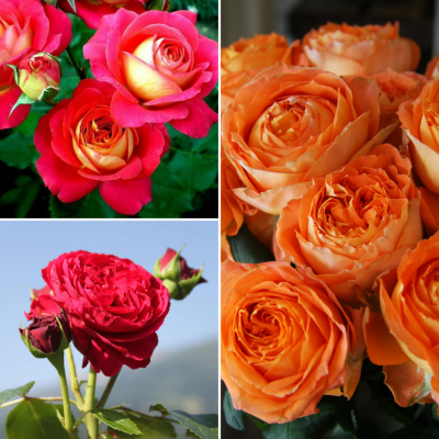 Комплект Роз Флорибунда - Dolina-Sad.Ru