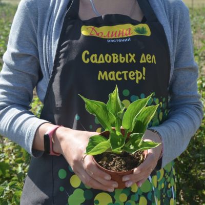 Хоста Колоред Халк , C2 Хоста Колоред Халк , C2 фото