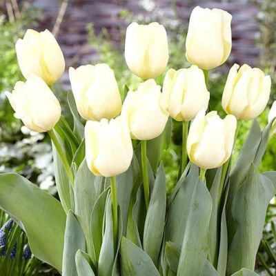 Тюльпан Чирс Тюльпан Чирс фото