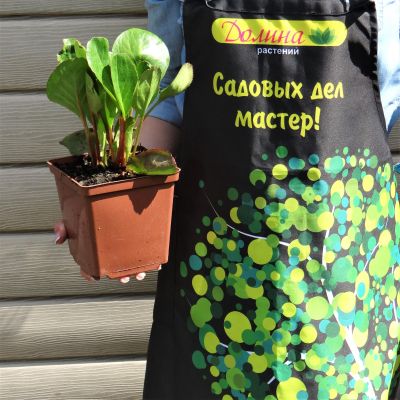 Бадан сердцелистный Ротблюм , P9 Бадан сердцелистный Ротблюм , P9 фото