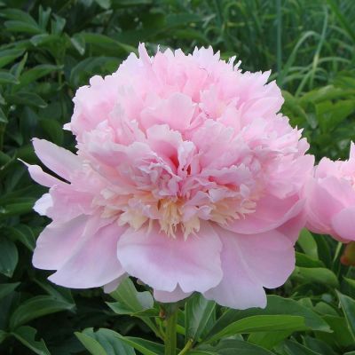 Пион Энджел Чикс - Dolina-Sad.Ru