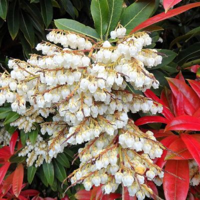 Пиерис японский Прелюдия Пиерис японский Прелюдия - Dolina-Sad.Ru