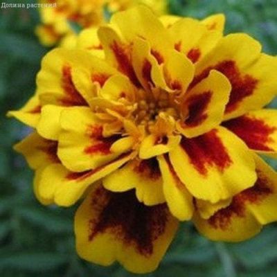 Бархатцы откл. махровые смесь фото