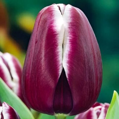 Тюльпан Александр Пушкин Тюльпан Александр Пушкин фото