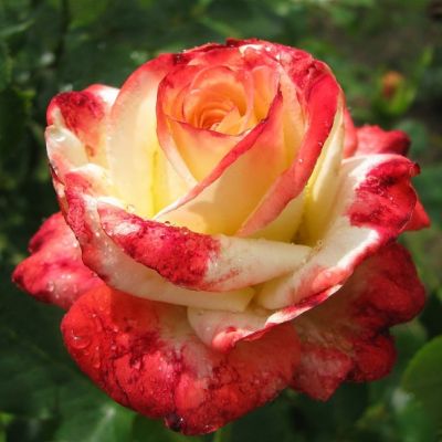 Роза Кайзер Роза Кайзер - Dolina-Sad.Ru