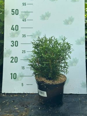 Туя западная Tини Тим, С2 - Dolina-Sad.Ru