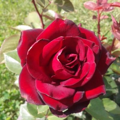 Роза Шварце Мадонна Роза Шварце Мадонна - Dolina-Sad.Ru