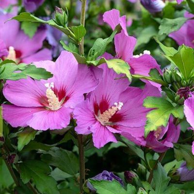 Гибискус сирийский Флору Гибискус сирийский Флору - Dolina-Sad.Ru