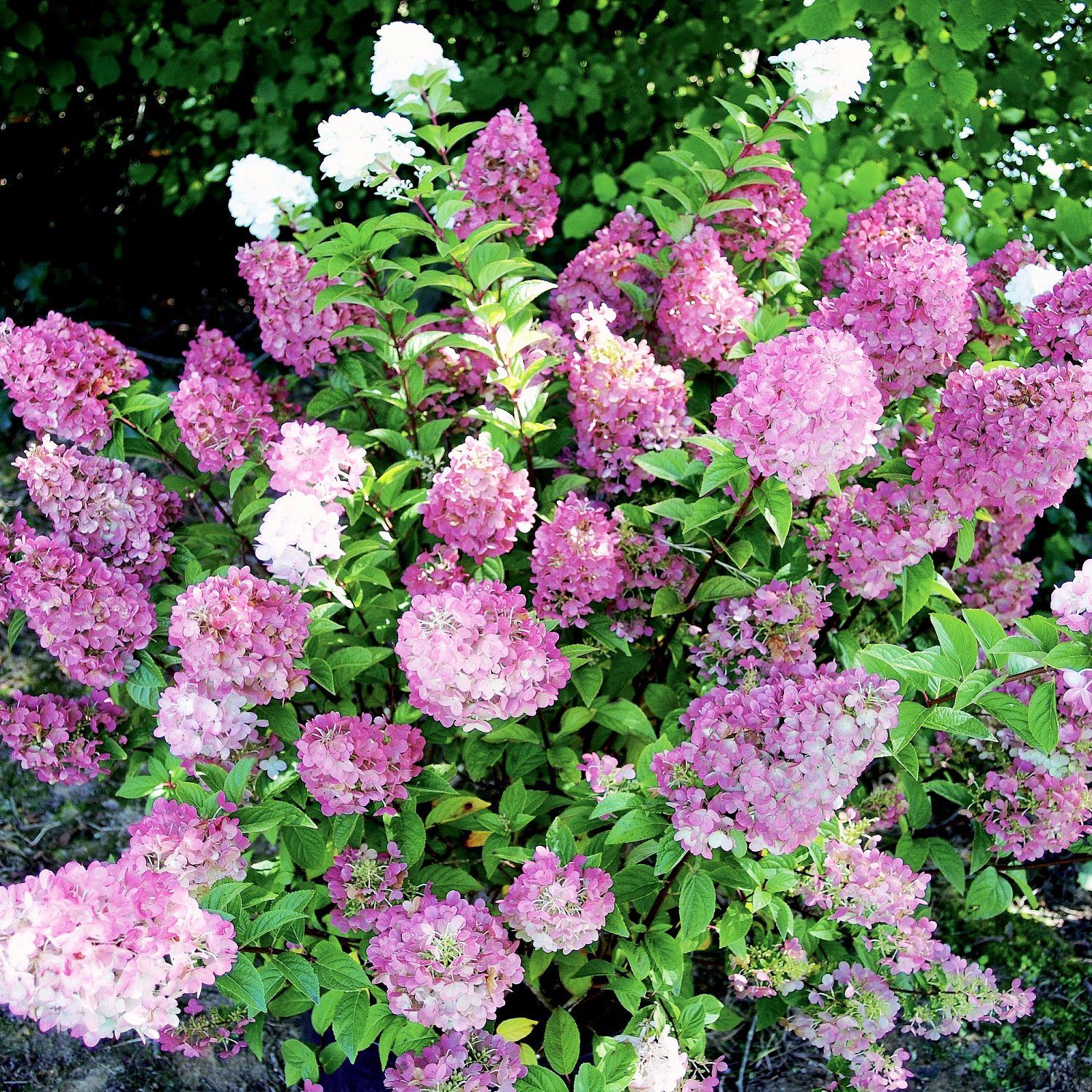 Гортензия метельчатая Сандей Фрайз, С1,5 - Dolina-Sad.Ru