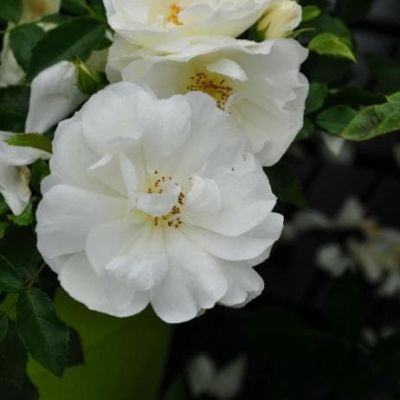 Роза Шнеефлоке Роза Шнеефлоке фото