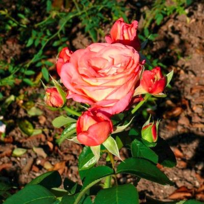 Роза Ди Вельт - Dolina-Sad.Ru