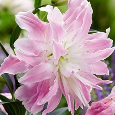 Лилия Лотус Элеганс - Dolina-Sad.Ru