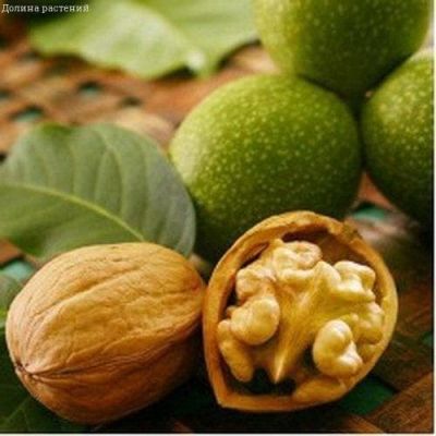 Орех Грецкий Память Минова Орех Грецкий Память Минова фото