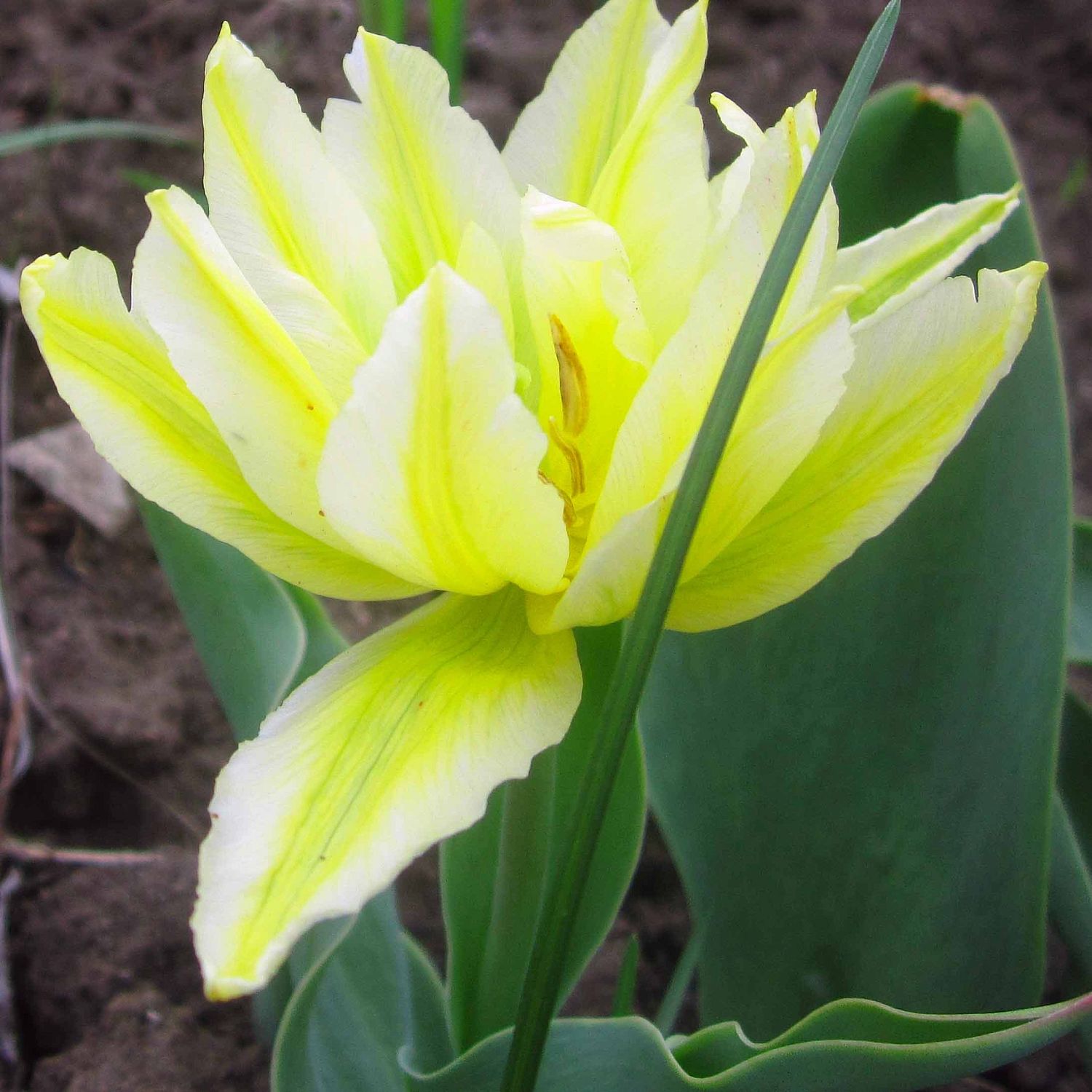 Тюльпан Монте Свит Тюльпан Монте Свит фото