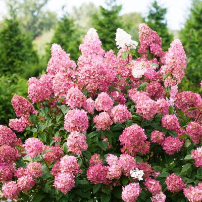 Гортензия метельчатая Сандей Фрайз, С1,5 - Dolina-Sad.Ru
