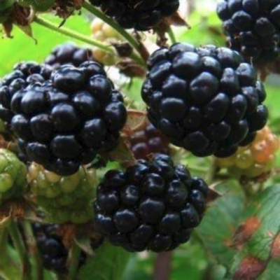 Малина Черная Кумберленд/Летняя Малина Черная Кумберленд/Летняя фото