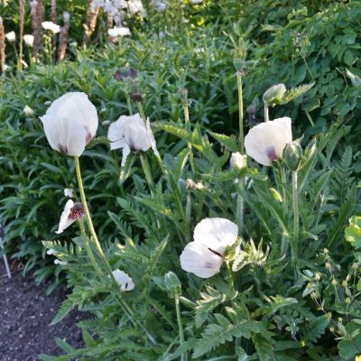 Мак восточный Роял Виддинг - Dolina-Sad.Ru