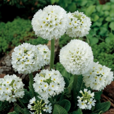 Примула мелкозубчатая Альба Примула мелкозубчатая Альба фото