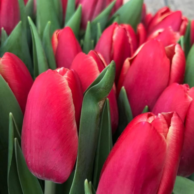 Тюльпан Кунг-фу Тюльпан Кунг-фу - Dolina-Sad.Ru