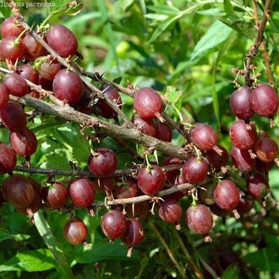 Крыжовник Олави Крыжовник Олави фото