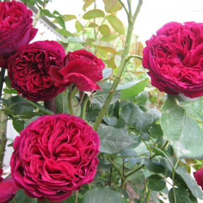 Роза Фальстаф Роза Фальстаф фото