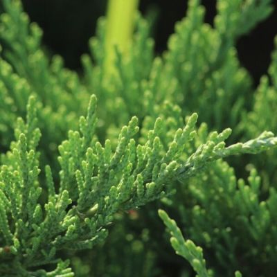 Купрессоципарис Лейланда Твидуизенден Купрессоципарис Лейланда Твидуизенден - Dolina-Sad.Ru