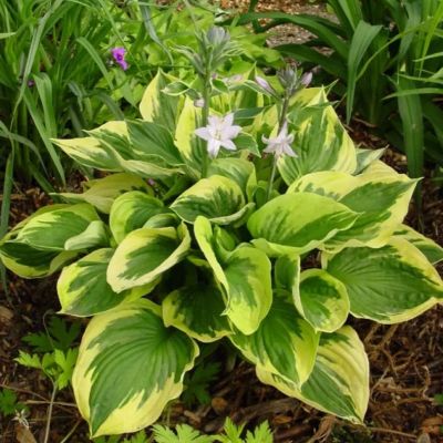 Хоста Твилайт Хоста Твилайт фото