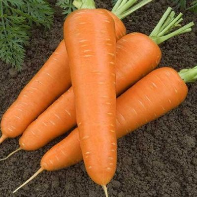 Морковь Сатурно F1(Clause/Франция) Морковь Сатурно F1(Clause/Франция) фото