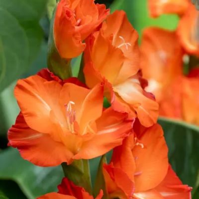 Гладиолус Сторми Гладиолус Сторми - Dolina-Sad.Ru