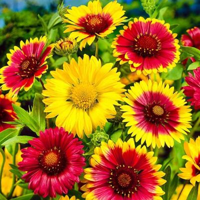 Гайлардия Красава, смесь Гайлардия Красава, смесь фото