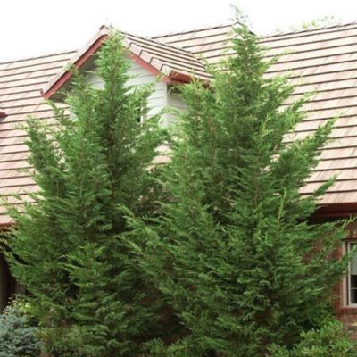 Купрессоципарис Лейланда Твидуизенден Купрессоципарис Лейланда Твидуизенден - Dolina-Sad.Ru