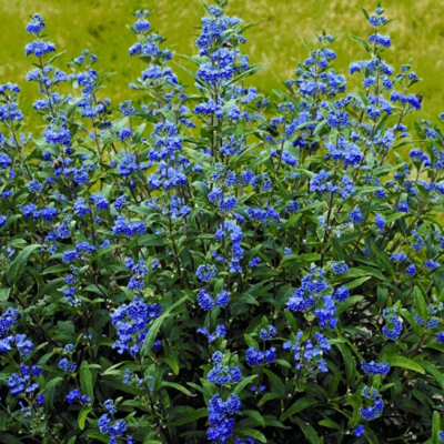 Лобелия сифилитическая фото