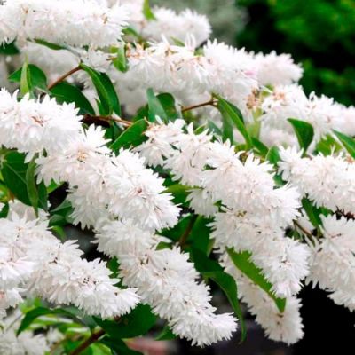 Дейция шершавая Кандиссима Дейция шершавая Кандиссима фото