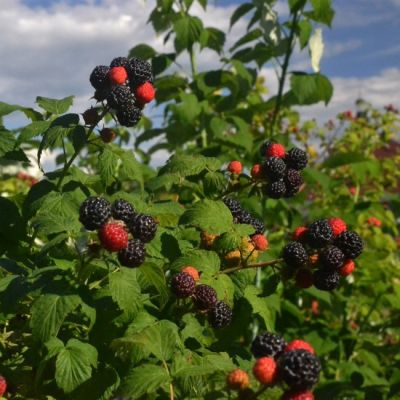 Малина Черная Бристоль/Летняя Малина Черная Бристоль/Летняя фото