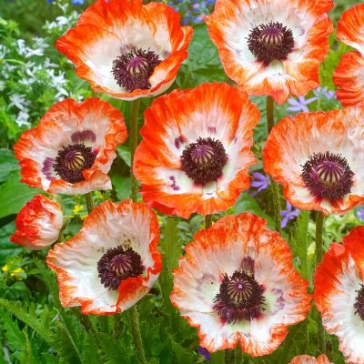 Мак восточный Пинакл - Dolina-Sad.Ru