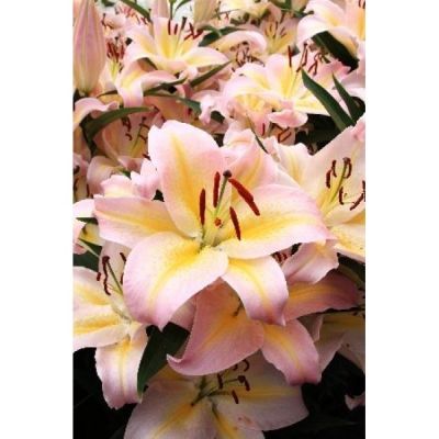 Лилия Фокус Покус Лилия Фокус Покус - Dolina-Sad.Ru