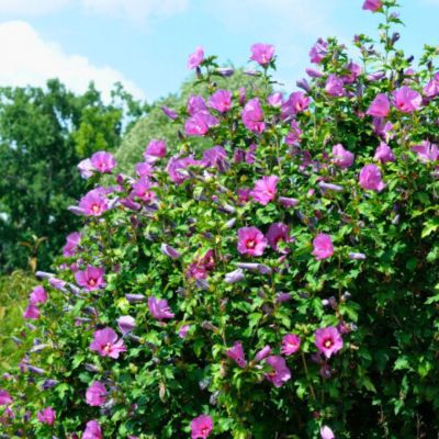 Гибискус сирийский Флору Гибискус сирийский Флору - Dolina-Sad.Ru