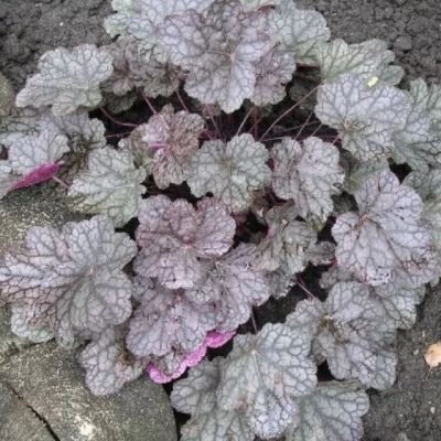 Гейхера Каскад Даун Гейхера Каскад Даун - Dolina-Sad.Ru