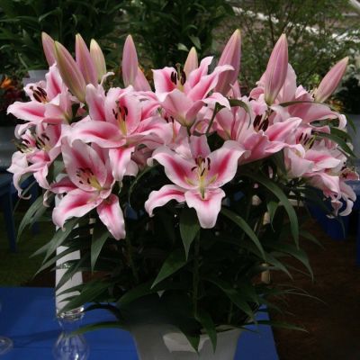 Лилия Фронтера - Dolina-Sad.Ru