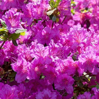 Рододендрон Такако фото