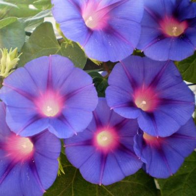 Ипомея Леди в фиолетовом 0,5 г фото