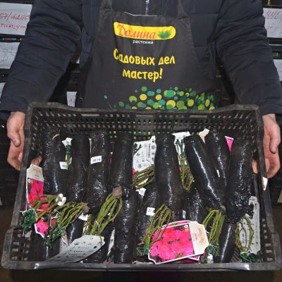 Роза Неон Роза Неон - Dolina-Sad.Ru