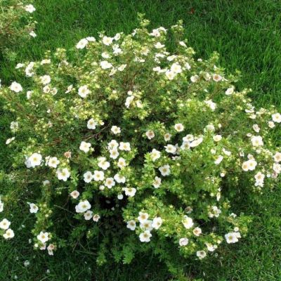 Лапчатка Крем Брюле, С1,5 Лапчатка Крем Брюле, С1,5 - Dolina-Sad.Ru