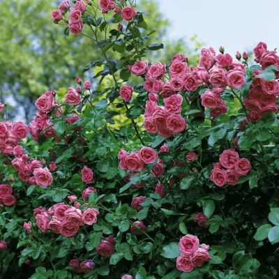 Роза Лавиния Роза Лавиния - Dolina-Sad.Ru