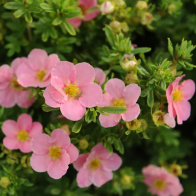 Лапчатка кустарниковая "Лавли Пинк" Лапчатка кустарниковая "Лавли Пинк" фото